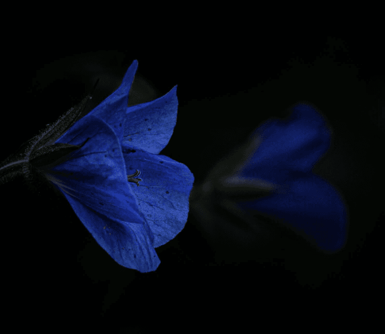 A vivid blue flower lit against deep shadow, the rest of the frame falling away to near-black